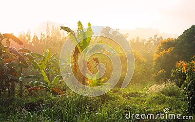 Banana arden with Sun light flare in the morning Stock Photo