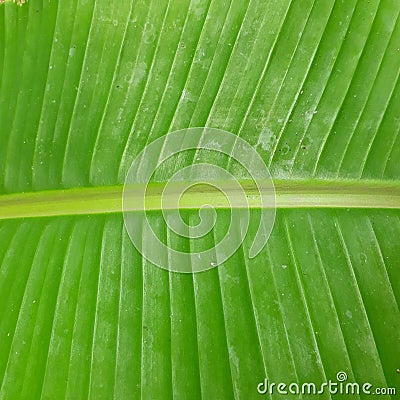 Banana trees are tropical and originate in rainforests, Stock Photo