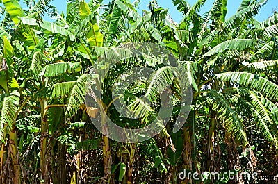 Banana trees in Vinales valley, Cuba Stock Photo