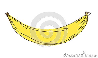 Banana vector illustration, sketch and doodle style, hand draw bananas Vector Illustration