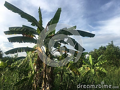 banana garden background Stock Photo