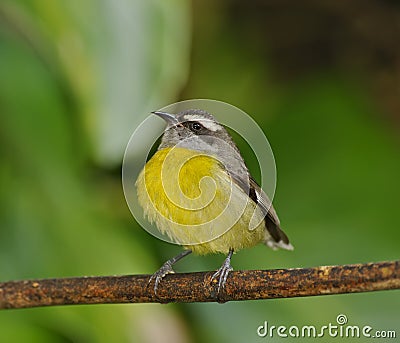 Bananaquit Stock Photo