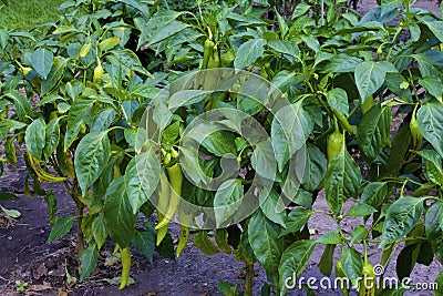 Bananarama Hybrid Peppers 822884 Stock Photo