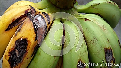 Bananas that have started to rot and the skin is starting to turn black.Bananas are placed on the cement floor. Stock Photo