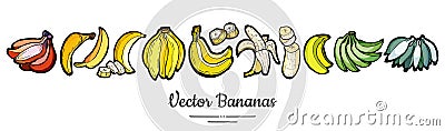 Bananas set vector isolated. Whole chopped banana slices bunch. Yellow green red fruit long banner hand drawn vegetarian Vector Illustration