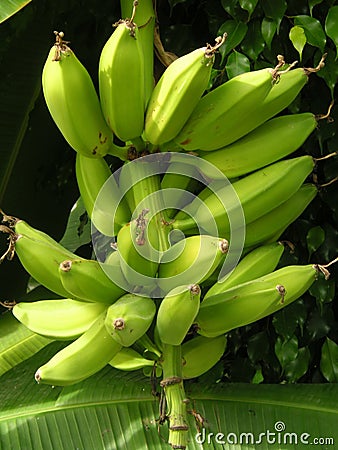 Bananas on the tree Stock Photo