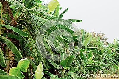 Bananas tree in farm Stock Photo