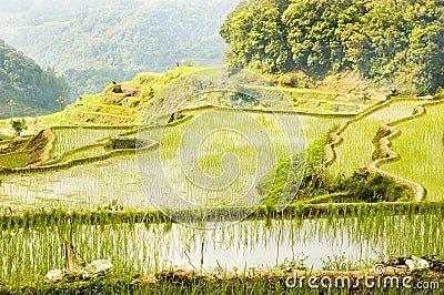 Banaue Stock Photo