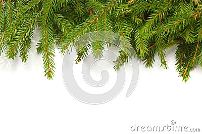 Banch of fir on white Stock Photo