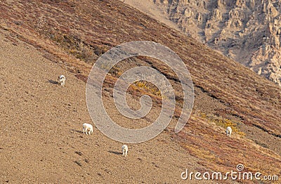 Herd of Dall Sheep Rams in Alaska Stock Photo