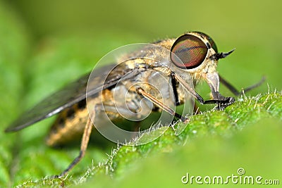 Band-eyed brown horsefly (Tabanas bromius) Stock Photo