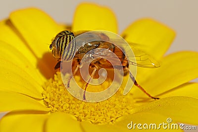 Band Eyed Drone Fly on a yellow flower Stock Photo