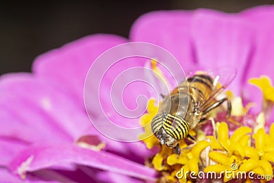band-eyed hover fly , in the garden Stock Photo