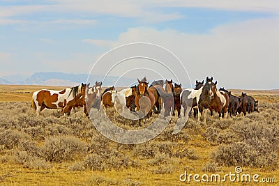 Herd Wild Mustangs horses mustang horse sagebrush Stock Photo