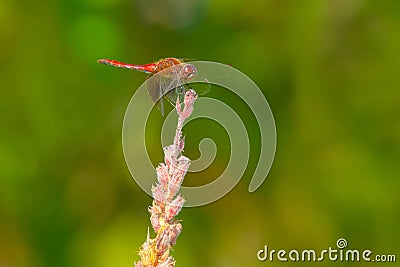 Band-winged Meadowhawk Dragonfly - Sympetrum semicinctum Stock Photo