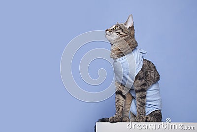 Bandage on a cat. Care of a pet after a cavitary operation Stock Photo