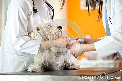 Bandaging hurt paw of Maltese dog Stock Photo