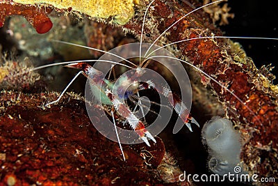 Banded Boxer Shrimp Stock Photo