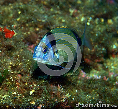 Banded bream Stock Photo