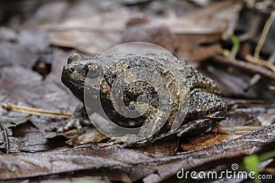 Banded bullfrog or Asian narrowmouth toads Stock Photo