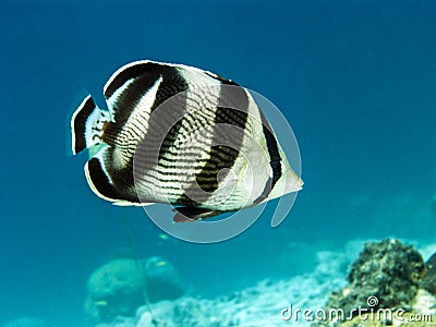 Banded butterflyfish (Chaetodon striatus) Stock Photo