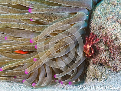 Banded clinging crab, Mithraculus cinctimanus. CuraÃ§ao, Lesser Antilles, Caribbean Stock Photo