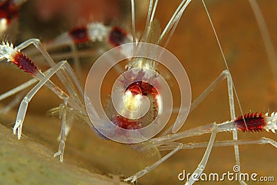 Banded Coral Shrimp (Stenopus hispidus) Stock Photo