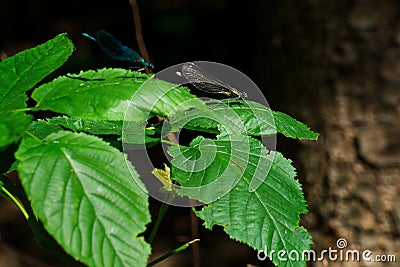 banded demoiselle and a blue feather dragonfly Stock Photo