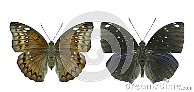 Banded marquis euthalia teuta goodrichi and blue-spot archduke lexias albopunctata exotic and beautiful butterfly in Stock Photo