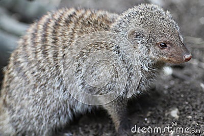 Banded mongoose Stock Photo