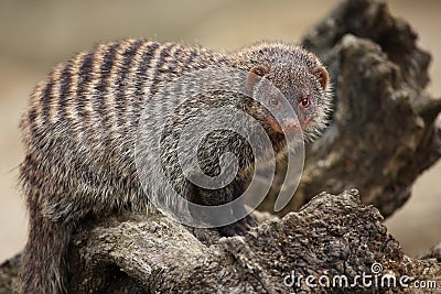 Banded Mongoose Stock Photo