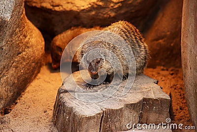 Banded mongoose animal black white isolated mammal africa nature carnivore Stock Photo