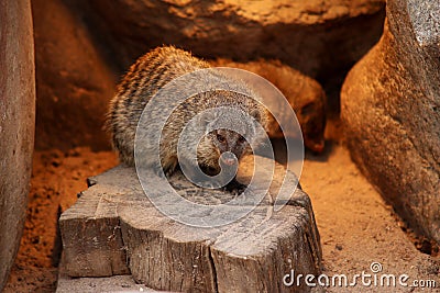 Banded mongoose animal black white isolated mammal africa nature carnivore Stock Photo