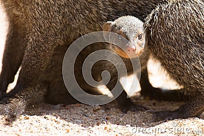 Banded mongoose baby hides under mother for protection Stock Photo