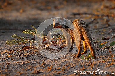 Banded mongoose, Mungos mungo, mammal from the Sahel to Southern Africa. Evening sunset with mongoose, wild animal from Khwai Stock Photo