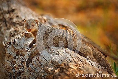 Banded mongoose, Mungos mungo, sitting tree trunk green vegetation. Wildlife from Africa. Cute mammal with long tail, Okavango Stock Photo