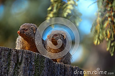 Banded mongoose, Mungos mungo, sitting tree trunk green vegetation. Wildlife from Africa. Cute mammal with long tail, Okavango Stock Photo