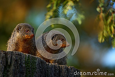 Banded mongoose, Mungos mungo, sitting tree trunk green vegetation. Wildlife from Africa. Cute mammal with long tail, Okavango Stock Photo