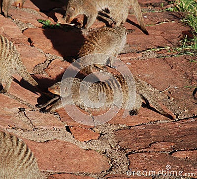 Banded Mongoose stretching Stock Photo