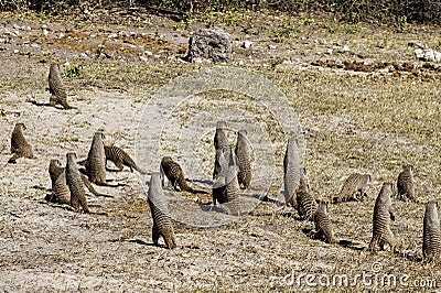 Banded Mongooses in a group Stock Photo