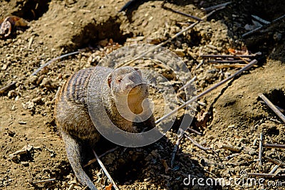 Banded mongooses in zoo during sunny day. Stock Photo