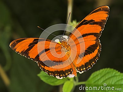 Banded orange butterfly Stock Photo