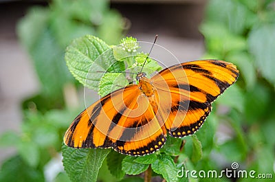 Banded Orange butterfly Dryadula phaetusa. Stock Photo