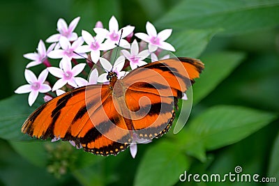 Banded Orange Butterfly Stock Photo