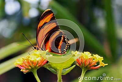 Banded orange heliconian, banded orange, or orange tiger butterfly Stock Photo