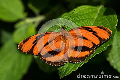 Banded Orange Heliconian - Dryadula phaetusa Stock Photo