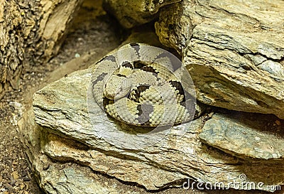 Banded Rock Rattlesnake Crotalus lepidus klauberi Stock Photo