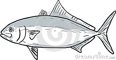 banded rudderfish Fish Gulf of Mexico Cartoon Drawing Cartoon Illustration