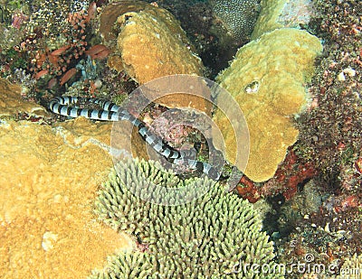 Banded sea snake Stock Photo