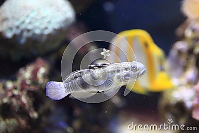 Banded sleeper goby Stock Photo